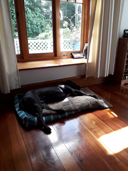 Have you ever seen a dog more comfortable?