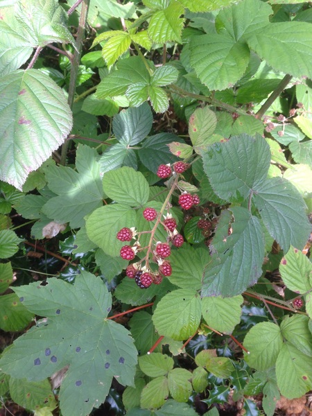 To think that this year’s blackberry crop is poor?