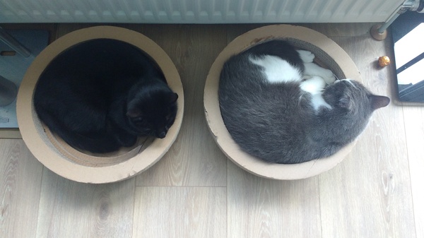 What's your DCat up to today? (Thread 7!)