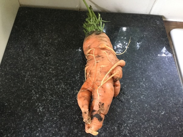 Allotment?Veg Patch Thread 13! Are we weathering the weather?