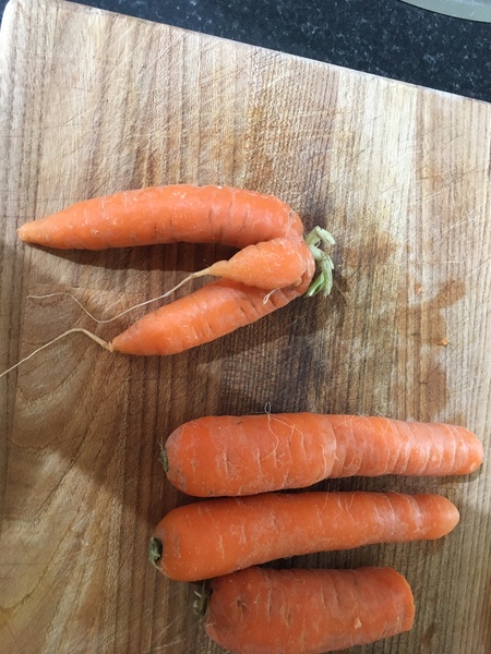 Would anyone like to see my ugly parsnip?