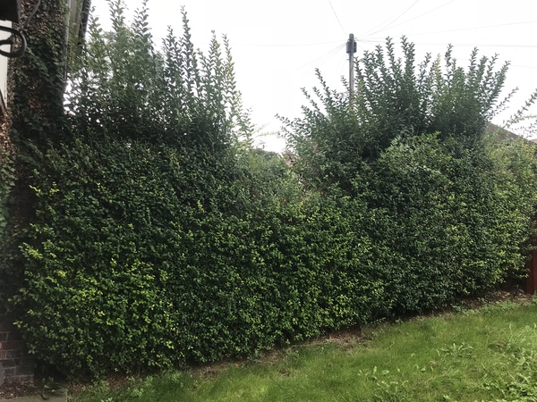 Neighbour hacked through the hedge ?