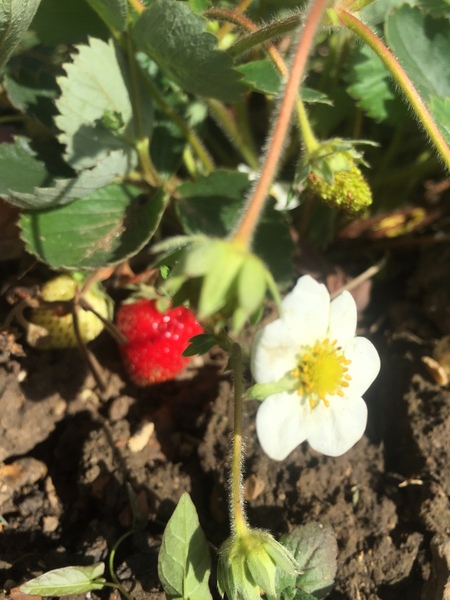 Allotment?Veg Patch Thread 13! Are we weathering the weather?
