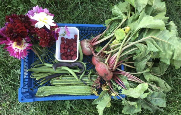 Allotment?Veg Patch Thread 13! Are we weathering the weather?