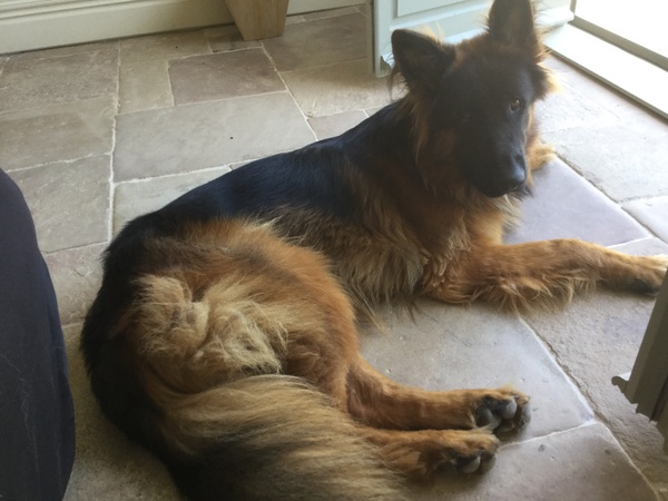 Tell me about your German Shepherds