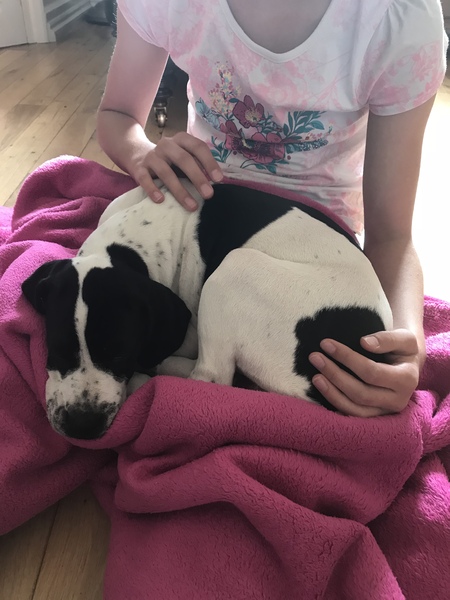 Anyone getting a puppy in the next few weeks?
