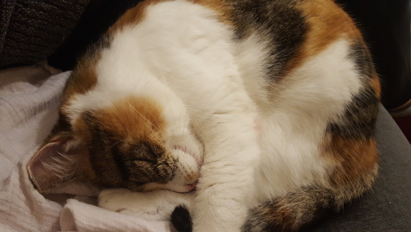 Are Main Coons any more trouble than smaller cats?