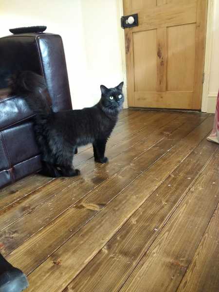 To ask you to help me name my cat?