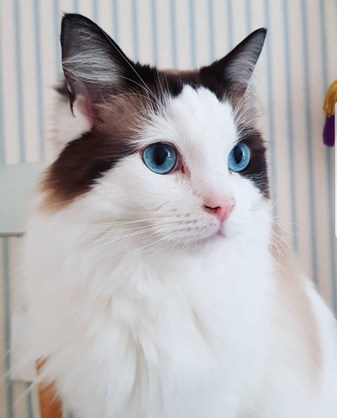 Anyone else really love their cat?