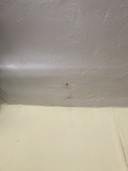 pholcidae/cellar spiders - care advice (picture warning)