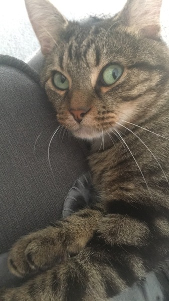 Cat going out, is a flap worth it?