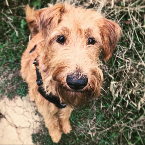 DH wants a cockapoo/ labradoodle I don't :/