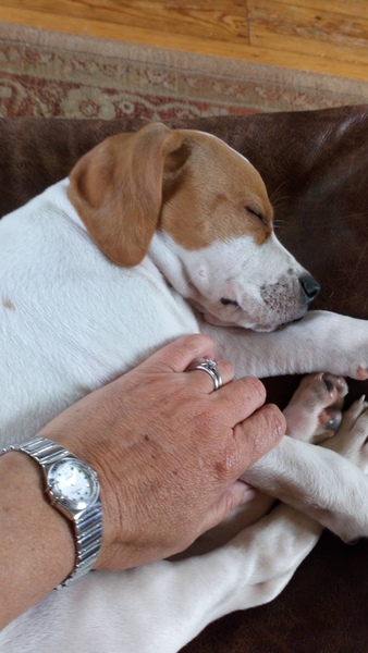 Anyone getting a puppy in the next few weeks?