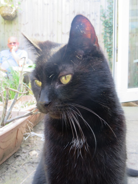 Please don't forget the older cats.