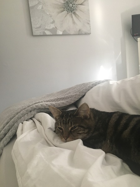 What's your DCat up to today? (Thread 7!)