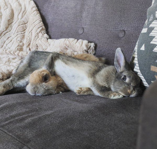 Daughter doesn't look after her rabbit. Best way to rehome?