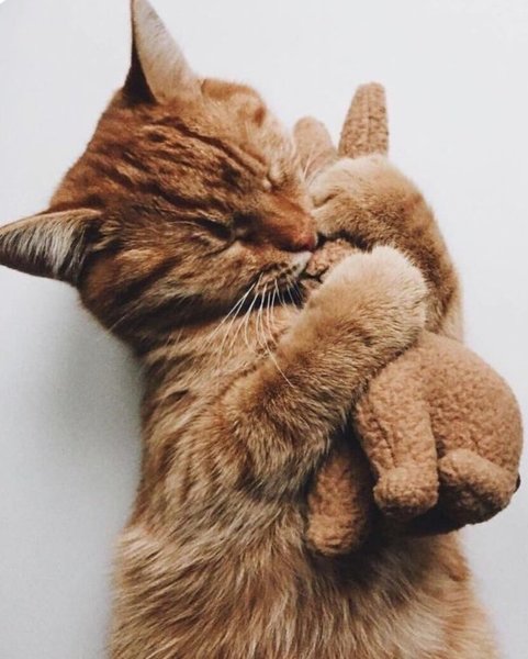 Can I become a person who is entirely unafraid of cats?