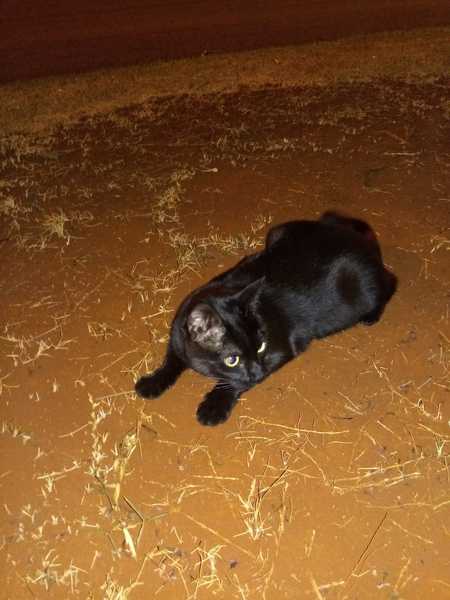 To ask if anyone can confirm sex of my kitten from photo?