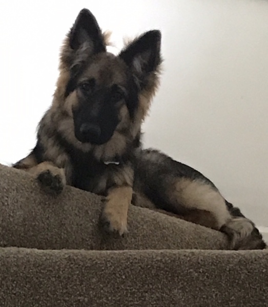 to choose a Border Collie over a German Shepherd?