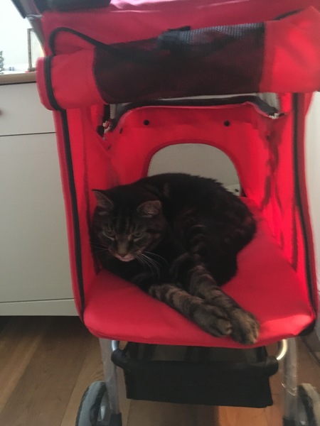 Anyone else really love their cat?