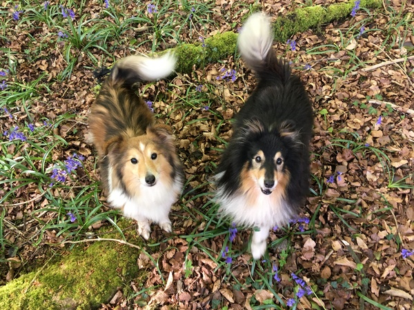 Anyone want to recommend a breed for my situation?