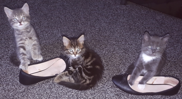 To think my new kitten is far too Cute?