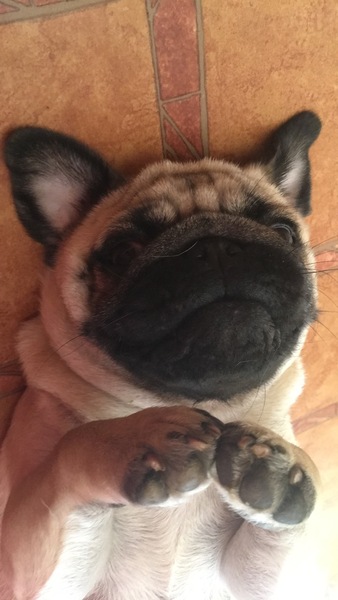 Have you ever seen a dog more comfortable?