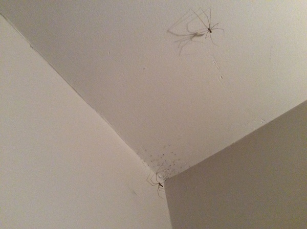 pholcidae/cellar spiders - care advice (picture warning)