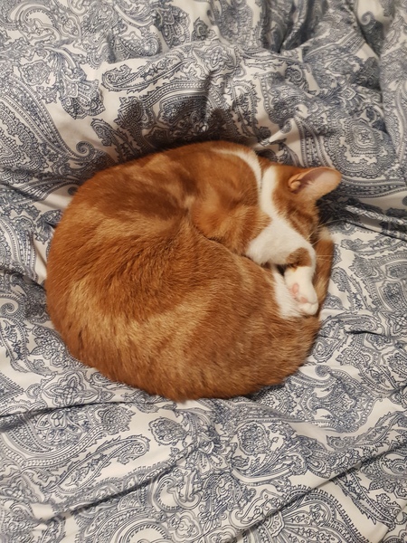 What's your DCat up to today? (Thread 7!)