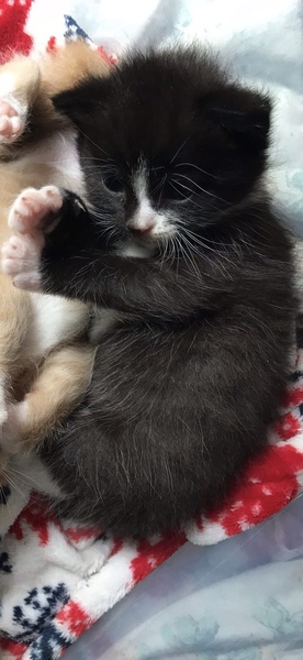 New kitten questions