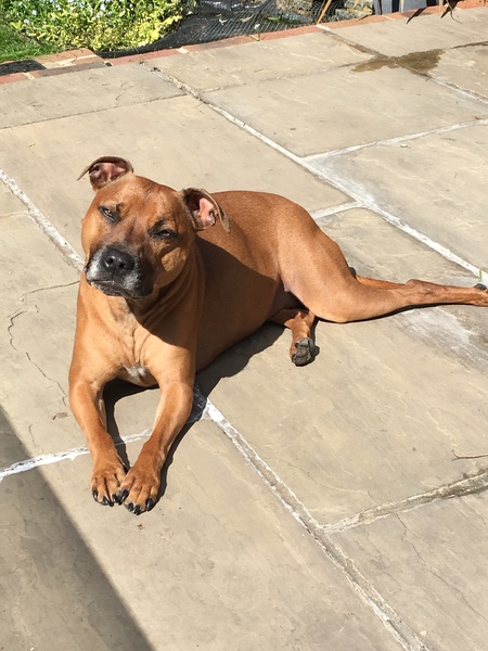 To have fallen in love with Staffies?