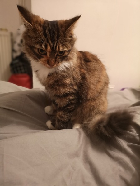 Tabby appreciation thread (with pics)