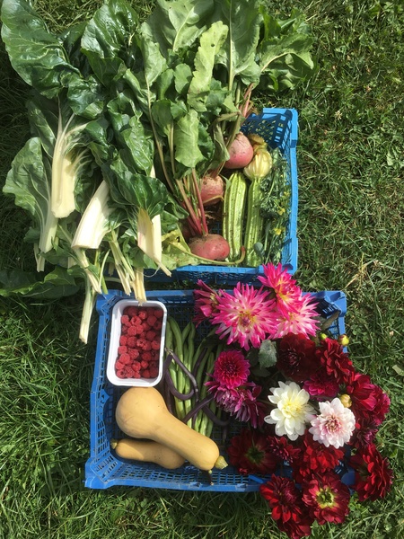 Allotment?Veg Patch Thread 13! Are we weathering the weather?