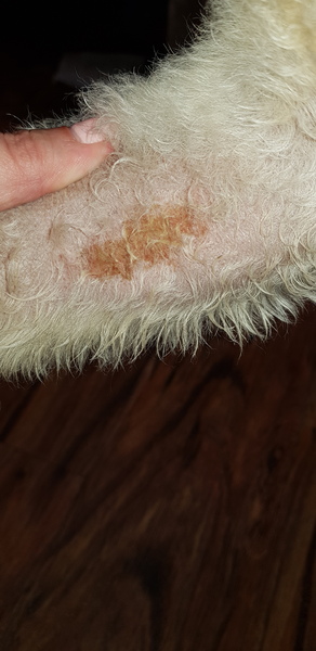 So worried about my dog :(