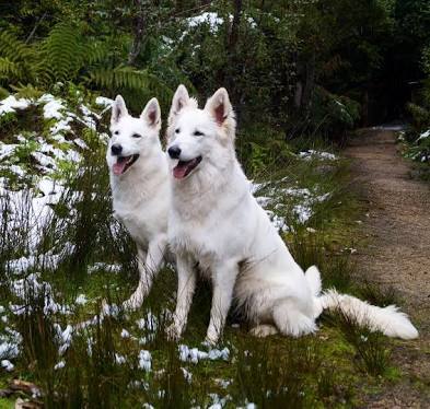 to choose a Border Collie over a German Shepherd?