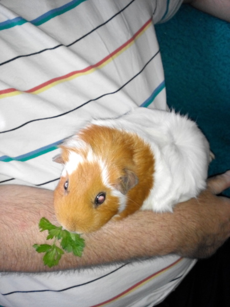 Welcome to new piggies!