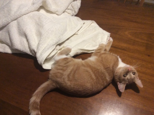 To think my new kitten is far too Cute?