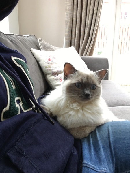 Anyone else really love their cat?
