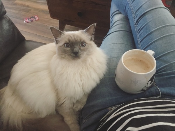 Anyone else really love their cat?