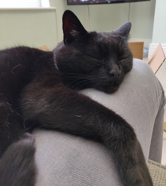 Can I become a person who is entirely unafraid of cats?