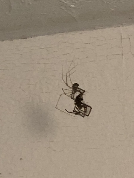 pholcidae/cellar spiders - care advice (picture warning)