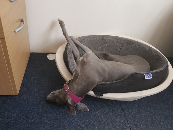 Have you ever seen a dog more comfortable?
