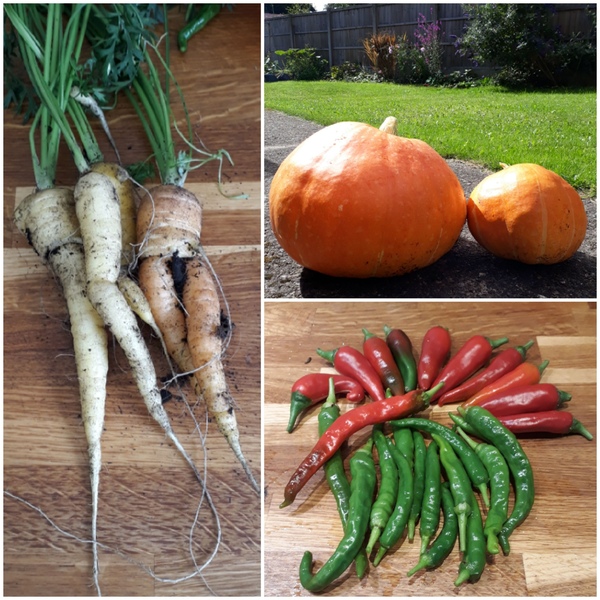 Allotment?Veg Patch Thread 13! Are we weathering the weather?