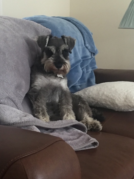 That one thing your dog does that makes you smile .