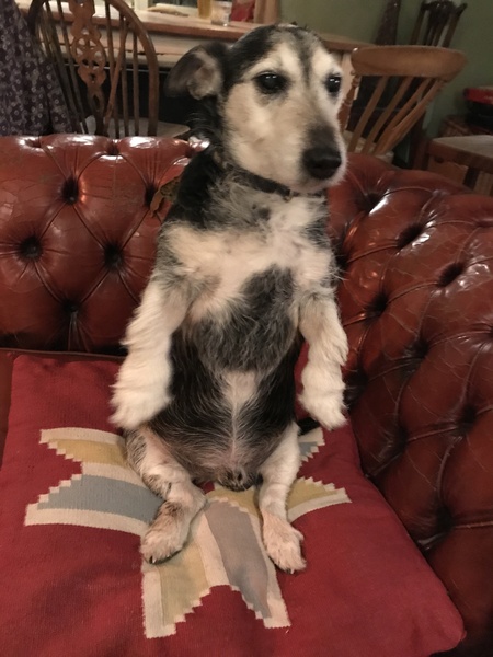 To think having an old dog is harder work than a baby?