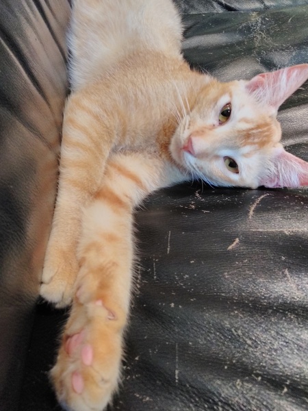 New cat got out of the house