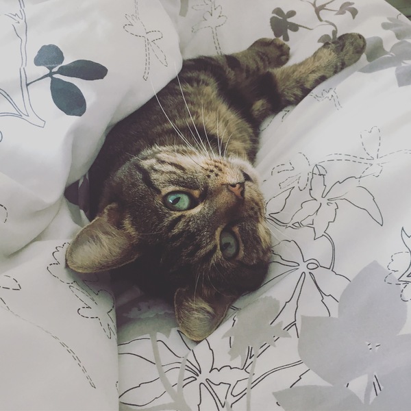 What's your DCat up to today? (Thread 7!)
