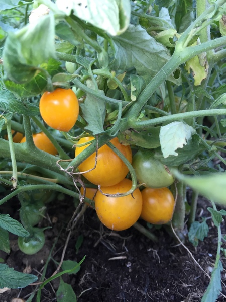 Allotment?Veg Patch Thread 13! Are we weathering the weather?