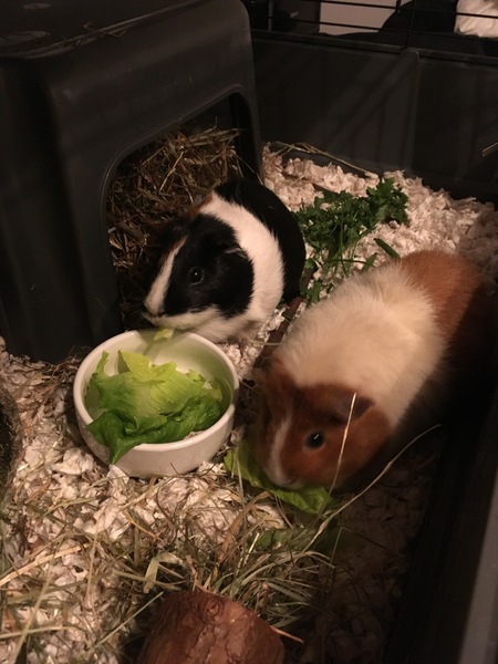 Welcome to new piggies!