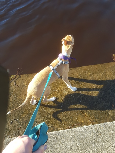 Puppy walks